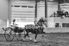 Ancaster Fair September 21, 2024 - Single horse cart and Six horse hitch presentations - equine photographer - equine photography - draft horse - draft horses.