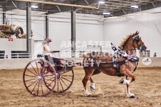 Ancaster Fair September 21, 2024 - Single horse cart and Six horse hitch presentations - equine photographer - equine photography - draft horse - draft horses.