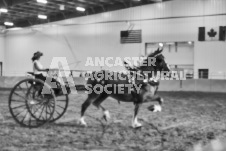 Ancaster Fair September 21, 2024 - Single horse cart and Six horse hitch presentations - equine photographer - equine photography - draft horse - draft horses.