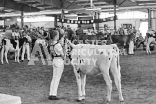 Ancaster Fair September 21, 2024 - Single horse cart and Six horse hitch presentations - equine photographer - equine photography - draft horse - draft horses.