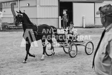 Ancaster Fair September 21, 2024 - Single horse cart and Six horse hitch presentations - equine photographer - equine photography - draft horse - draft horses.