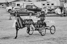 Ancaster Fair September 21, 2024 - Single horse cart and Six horse hitch presentations - equine photographer - equine photography - draft horse - draft horses.