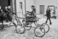 Ancaster Fair September 21, 2024 - Single horse cart and Six horse hitch presentations - equine photographer - equine photography - draft horse - draft horses.