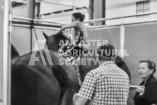 Ancaster Fair September 21, 2024 - Single horse cart and Six horse hitch presentations - equine photographer - equine photography - draft horse - draft horses.