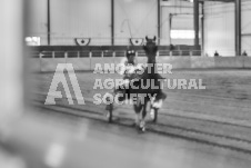 Ancaster Fair September 21, 2024 - Single horse cart and Six horse hitch presentations - equine photographer - equine photography - draft horse - draft horses.