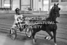 Ancaster Fair September 21, 2024 - Single horse cart and Six horse hitch presentations - equine photographer - equine photography - draft horse - draft horses.