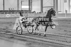 Ancaster Fair September 21, 2024 - Single horse cart and Six horse hitch presentations - equine photographer - equine photography - draft horse - draft horses.