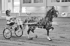 Ancaster Fair September 21, 2024 - Single horse cart and Six horse hitch presentations - equine photographer - equine photography - draft horse - draft horses.