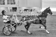 Ancaster Fair September 21, 2024 - Single horse cart and Six horse hitch presentations - equine photographer - equine photography - draft horse - draft horses.