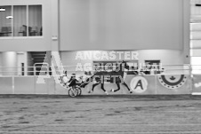 Ancaster Fair September 21, 2024 - Single horse cart and Six horse hitch presentations - equine photographer - equine photography - draft horse - draft horses.