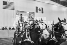 Ancaster Fair September 21, 2024 - Single horse cart and Six horse hitch presentations - equine photographer - equine photography - draft horse - draft horses.