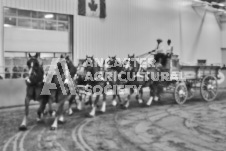 Ancaster Fair September 21, 2024 - Single horse cart and Six horse hitch presentations - equine photographer - equine photography - draft horse - draft horses.