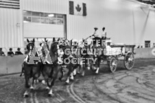 Ancaster Fair September 21, 2024 - Single horse cart and Six horse hitch presentations - equine photographer - equine photography - draft horse - draft horses.