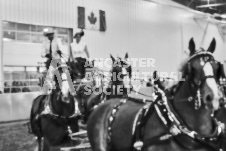 Ancaster Fair September 21, 2024 - Single horse cart and Six horse hitch presentations - equine photographer - equine photography - draft horse - draft horses.