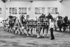 Ancaster Fair September 21, 2024 - Single horse cart and Six horse hitch presentations - equine photographer - equine photography - draft horse - draft horses.