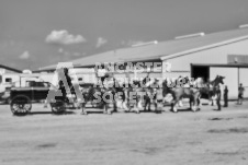 Ancaster Fair September 21, 2024 - Single horse cart and Six horse hitch presentations - equine photographer - equine photography - draft horse - draft horses.