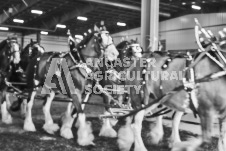 Ancaster Fair September 21, 2024 - Single horse cart and Six horse hitch presentations - equine photographer - equine photography - draft horse - draft horses.