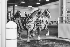 Ancaster Fair September 21, 2024 - Single horse cart and Six horse hitch presentations - equine photographer - equine photography - draft horse - draft horses.