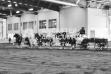 Ancaster Fair September 21, 2024 - Single horse cart and Six horse hitch presentations - equine photographer - equine photography - draft horse - draft horses.