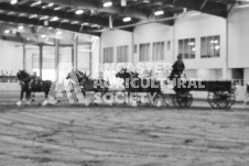 Ancaster Fair September 21, 2024 - Single horse cart and Six horse hitch presentations - equine photographer - equine photography - draft horse - draft horses.