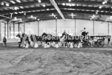 Ancaster Fair September 21, 2024 - Single horse cart and Six horse hitch presentations - equine photographer - equine photography - draft horse - draft horses.