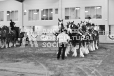 Ancaster Fair September 21, 2024 - Single horse cart and Six horse hitch presentations - equine photographer - equine photography - draft horse - draft horses.