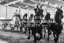 Ancaster Fair September 21, 2024 - Single horse cart and Six horse hitch presentations - equine photographer - equine photography - draft horse - draft horses.