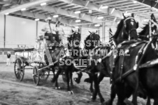 Ancaster Fair September 21, 2024 - Single horse cart and Six horse hitch presentations - equine photographer - equine photography - draft horse - draft horses.