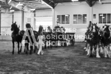 Ancaster Fair September 21, 2024 - Single horse cart and Six horse hitch presentations - equine photographer - equine photography - draft horse - draft horses.