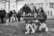 Ancaster Fair September 21, 2024 - Single horse cart and Six horse hitch presentations - equine photographer - equine photography - draft horse - draft horses.