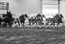 Ancaster Fair September 21, 2024 - Single horse cart and Six horse hitch presentations - equine photographer - equine photography - draft horse - draft horses.