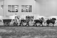 Ancaster Fair September 21, 2024 - Single horse cart and Six horse hitch presentations - equine photographer - equine photography - draft horse - draft horses.