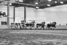 Ancaster Fair September 21, 2024 - Single horse cart and Six horse hitch presentations - equine photographer - equine photography - draft horse - draft horses.