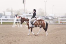 ete's Photography - Equine photography of various equine events at the Ancaster Fair including riding, driving, single carts and six draft horse hitches.