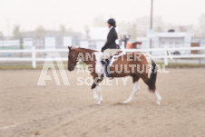 ete's Photography - Equine photography of various equine events at the Ancaster Fair including riding, driving, single carts and six draft horse hitches.