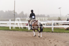 ete's Photography - Equine photography of various equine events at the Ancaster Fair including riding, driving, single carts and six draft horse hitches.