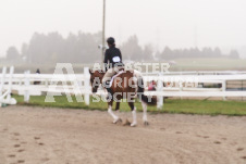 ete's Photography - Equine photography of various equine events at the Ancaster Fair including riding, driving, single carts and six draft horse hitches.