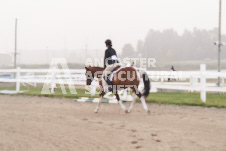 ete's Photography - Equine photography of various equine events at the Ancaster Fair including riding, driving, single carts and six draft horse hitches.