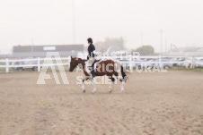 ete's Photography - Equine photography of various equine events at the Ancaster Fair including riding, driving, single carts and six draft horse hitches.