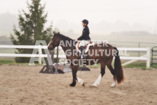 ete's Photography - Equine photography of various equine events at the Ancaster Fair including riding, driving, single carts and six draft horse hitches.