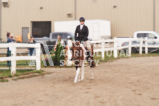 ete's Photography - Equine photography of various equine events at the Ancaster Fair including riding, driving, single carts and six draft horse hitches.