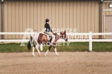 ete's Photography - Equine photography of various equine events at the Ancaster Fair including riding, driving, single carts and six draft horse hitches.