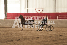 ete's Photography - Equine photography of various equine events at the Ancaster Fair including riding, driving, single carts and six draft horse hitches.