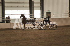 ete's Photography - Equine photography of various equine events at the Ancaster Fair including riding, driving, single carts and six draft horse hitches.