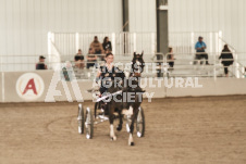 ete's Photography - Equine photography of various equine events at the Ancaster Fair including riding, driving, single carts and six draft horse hitches.