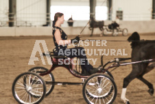 ete's Photography - Equine photography of various equine events at the Ancaster Fair including riding, driving, single carts and six draft horse hitches.