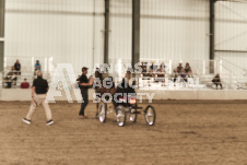 ete's Photography - Equine photography of various equine events at the Ancaster Fair including riding, driving, single carts and six draft horse hitches.