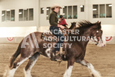 ete's Photography - Equine photography of various equine events at the Ancaster Fair including riding, driving, single carts and six draft horse hitches.