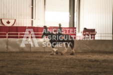 ete's Photography - Equine photography of various equine events at the Ancaster Fair including riding, driving, single carts and six draft horse hitches.