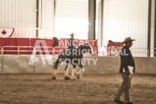 ete's Photography - Equine photography of various equine events at the Ancaster Fair including riding, driving, single carts and six draft horse hitches.